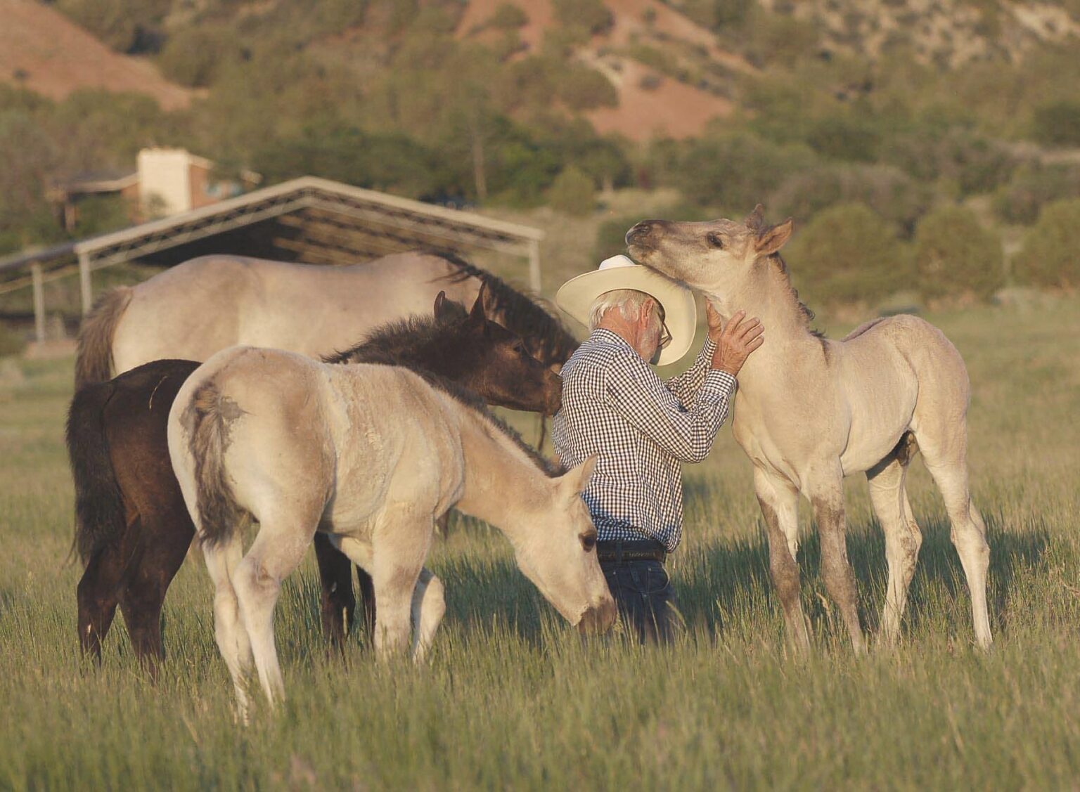 2018 Ameritano foals w WBJ