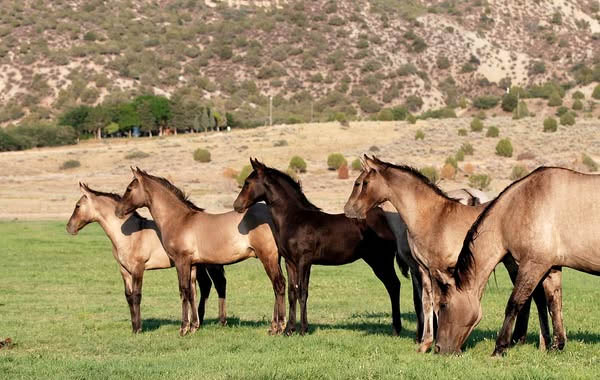 2021 Ameritano babies Untitled-1