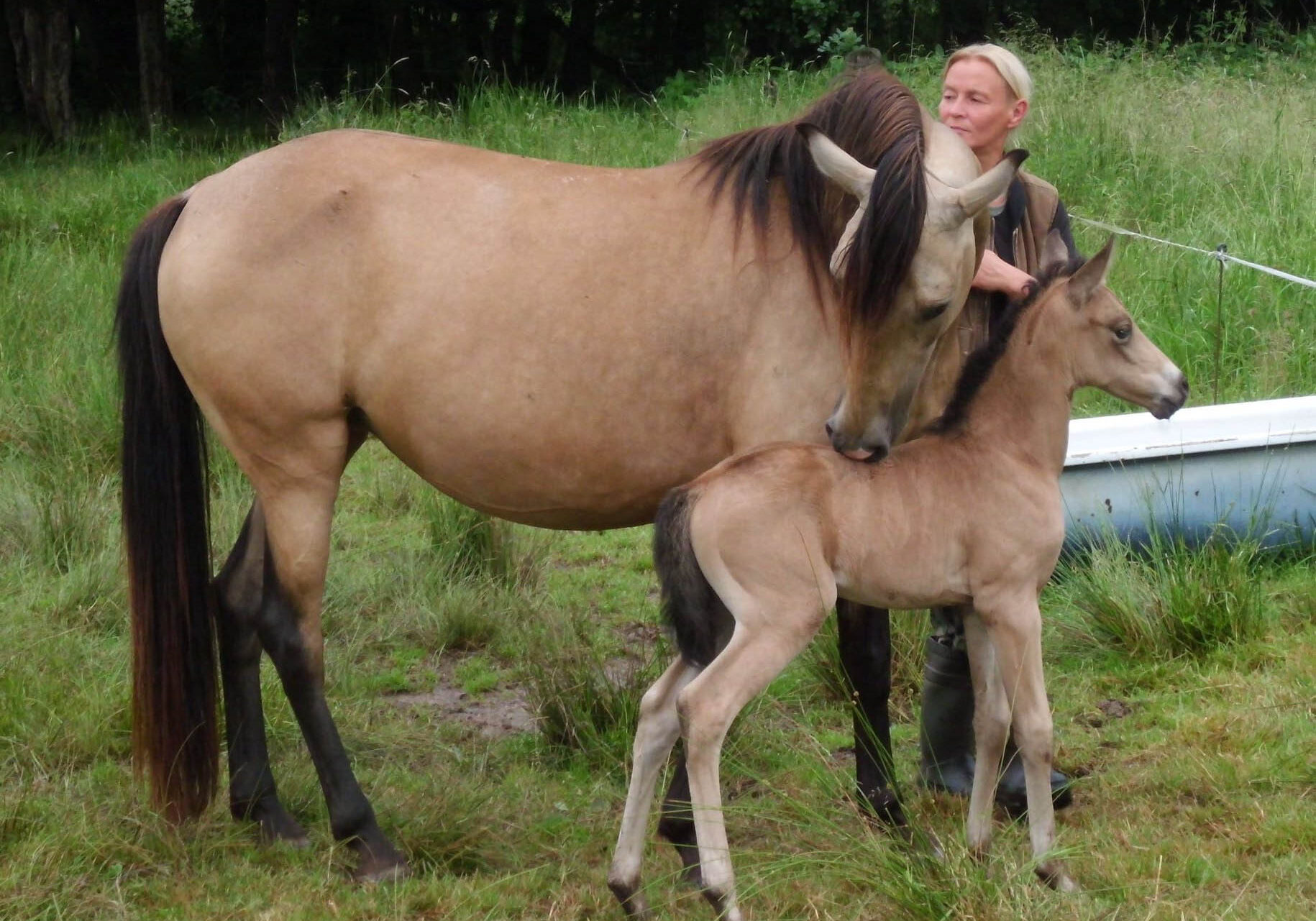 Ameritano in Germany