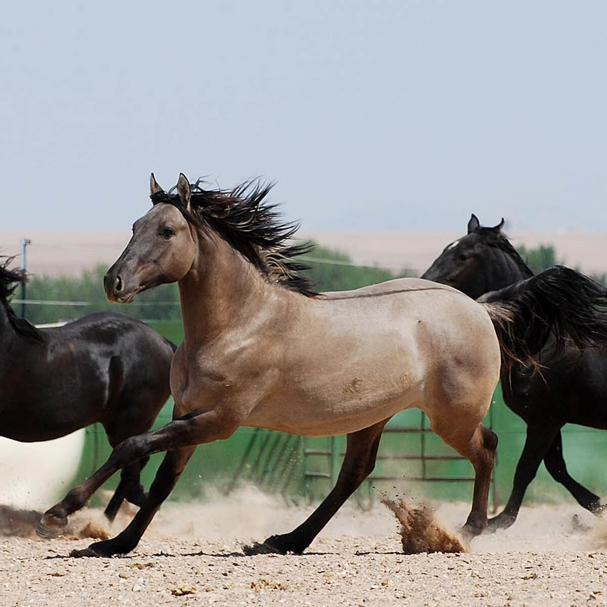 Sheridan TN 08-20-2020 DSC_2765