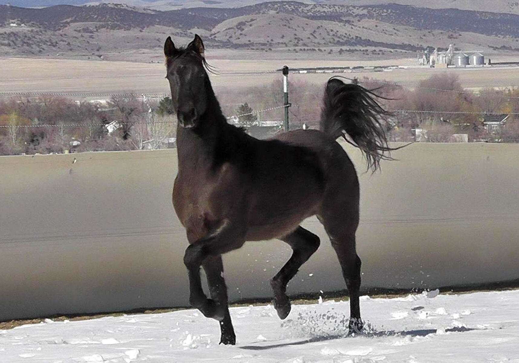 Titan 2020 for website